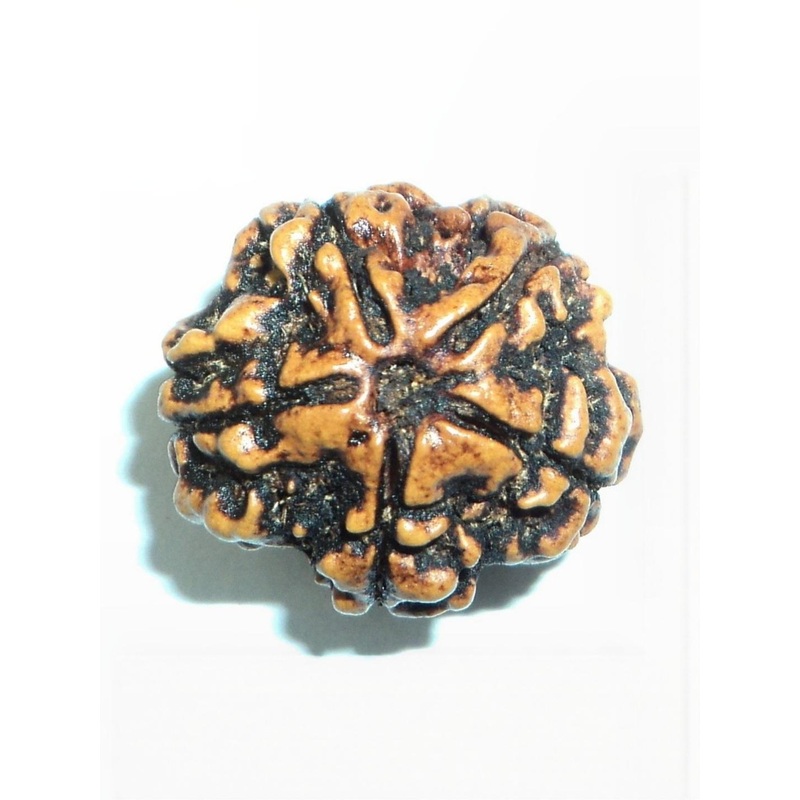 RAVIOUR LIFESTYLE 5 Face Rudraksha Pendants
