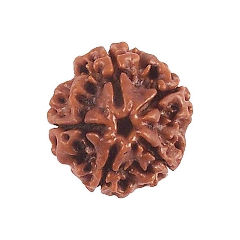 RAVIOUR LIFESTYLE DMK DevBhumi Panch Mukhi\u002F Five Faced Rudraksha