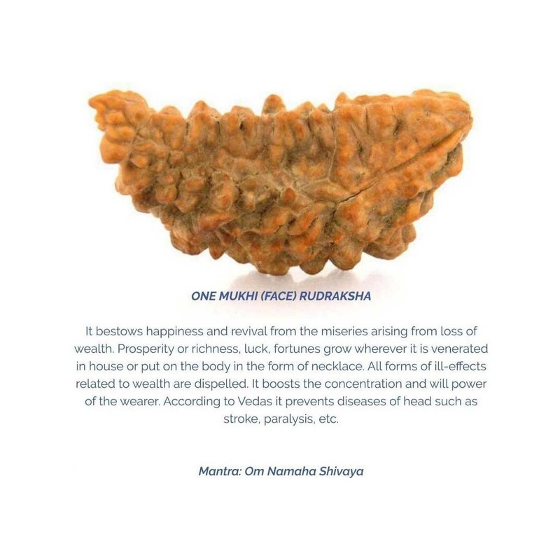 RAVIOUR LIFESTYLE Ek Mukhi Rudraksha Natural & Original Rudraksha Beads