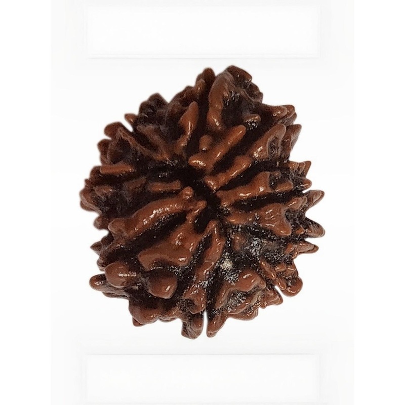 RAVIOUR LIFESTYLE Jewelswonder Unisex 100 % Natural Dus Mukhi Rudraksha Pendants