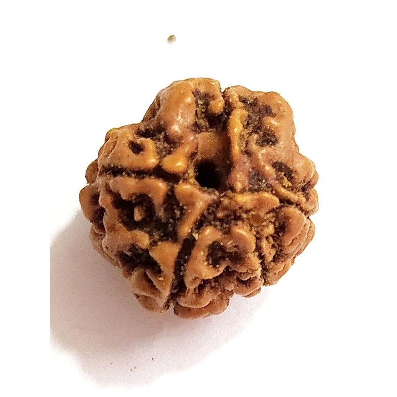 RAVIOUR LIFESTYLE Natural Five Face Rudraksha 5 Mukhi Rudraksh Pendant