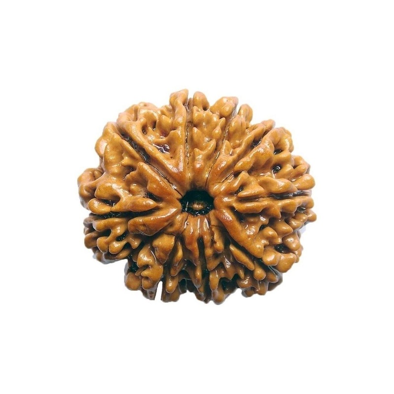 RAVIOUR LIFESTYLE Original & Natural Nine Face \u002F 8 Mukhi Rudraksha Wood Spherical Pendants