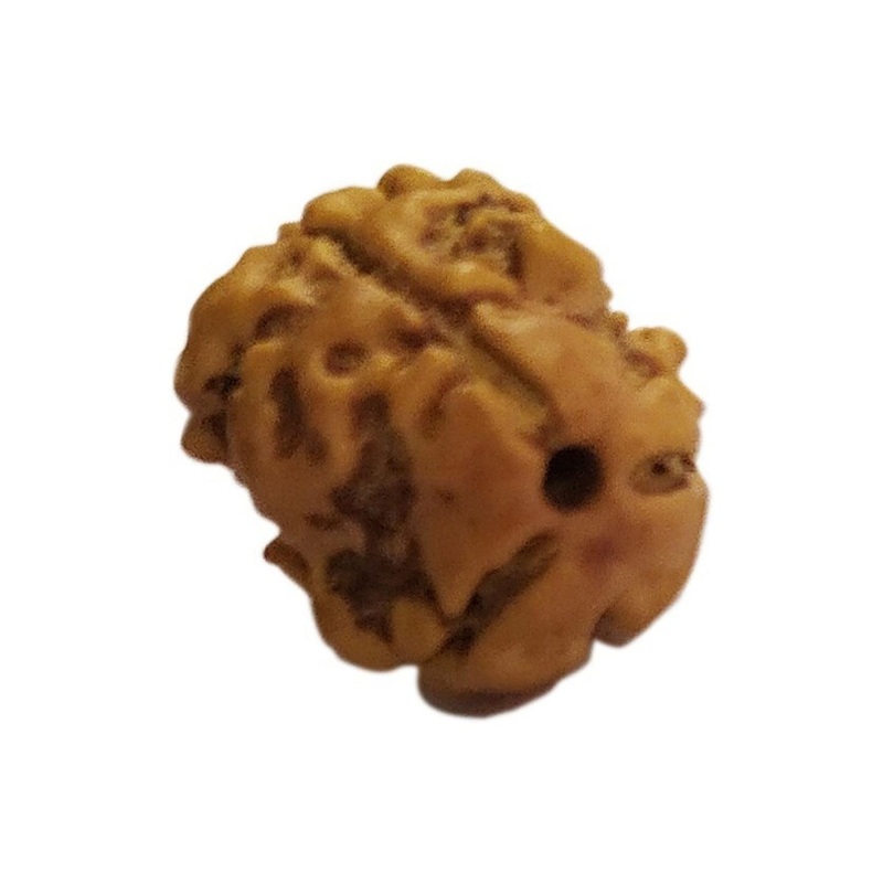 RAVIOUR LIFESTYLE Original & Natural Teen Mukhi Rudraksh & JGL Lab Certified Wood Pendant