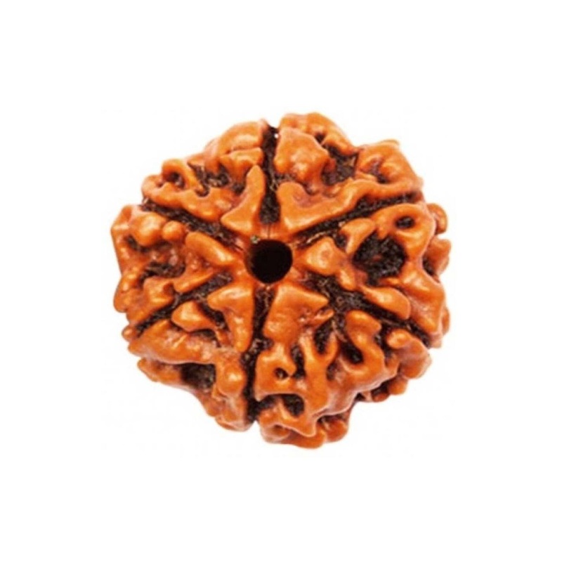 RAVIOUR LIFESTYLE Unisex Alloy 6 Mukhi Nepali Original Rudraksha Pendants