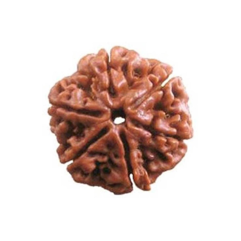 RAVIOUR LIFESTYLE Natural 6 Mukhi Rudraksha Pendants